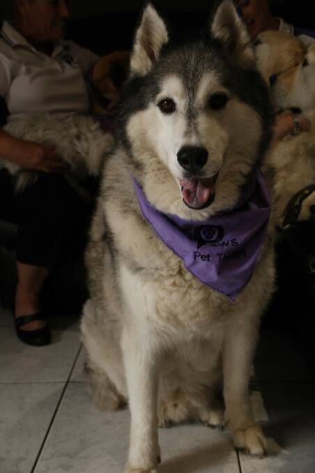 Paws Pet Therapy pioneer dog Zep wears his volunteer kerchief. Photo by Victoria Lee