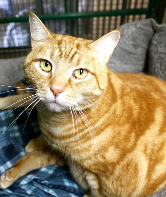 Sebastian is a handsome and affectionate five-year-old who received a lot of love from his previous owner and is currently on a diet. Photo supplied