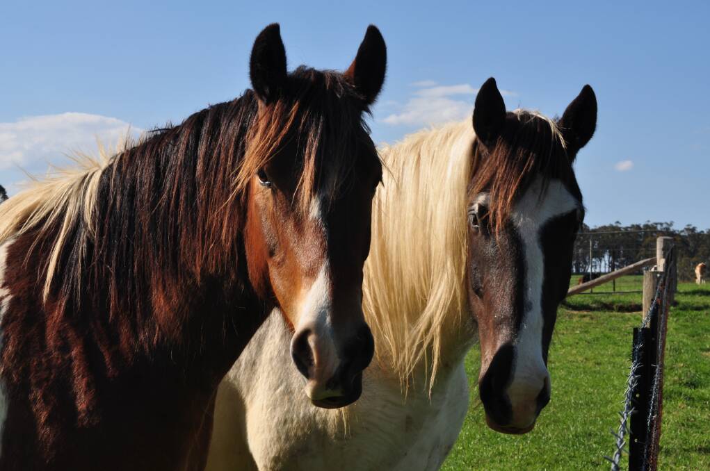 Horse whisperer  shares a secret to healing