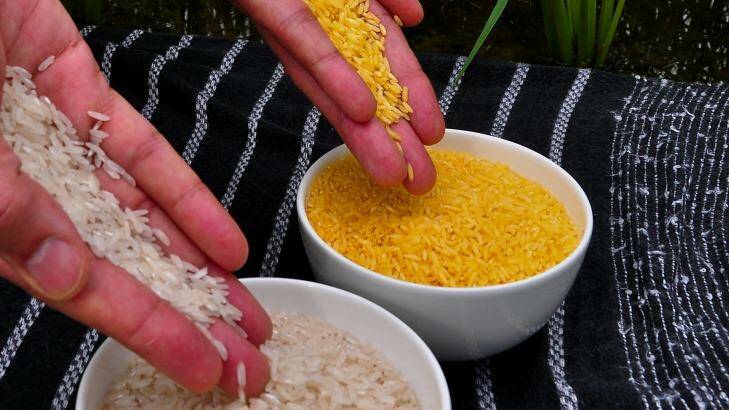 Golden Rice grain compared to white rice grain in screenhouse of Golden Rice plants. Photo: Isagani Serrano