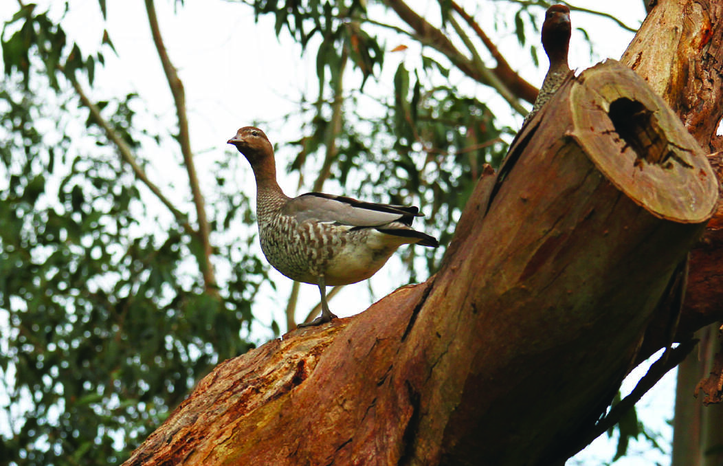 A female wood duck up high in a tree.	 Photo supplied