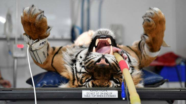 14-year-old Sumatran tiger Binjai positioned on the X-ray table at Melbourne Zoo. Photo: Joe Armao