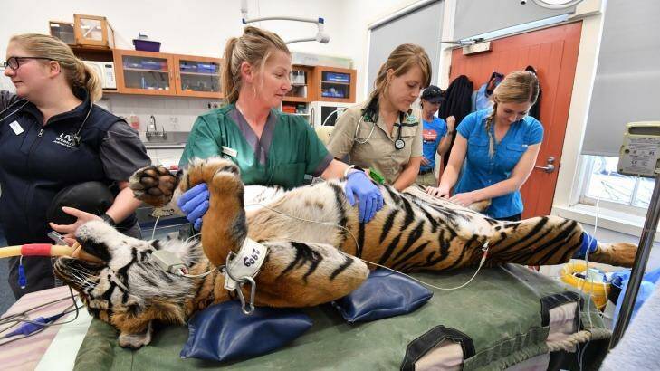 Sandbags hold Melbourne Zoo's female tiger Binjai in place as vet staff prepare to ultrasound her bladder. Photo: Joe Armao