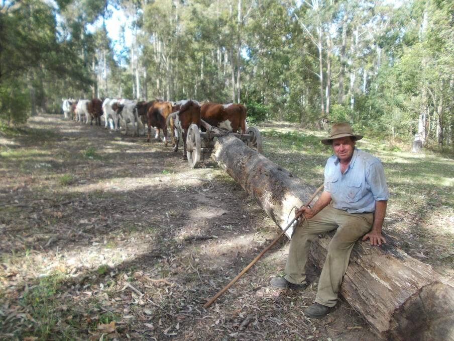 Ron McKinnon and his bullock team will be at the Robertson Show on Saturday.  
	Photo by Geoff Goodfellow