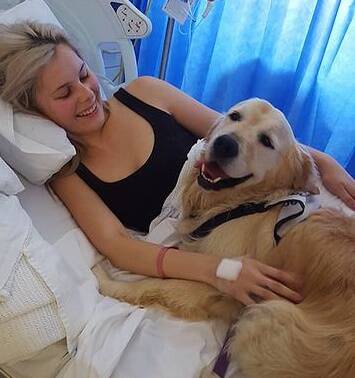 Hudson the golden retriever snuggling up to a patient. Photo: supplied