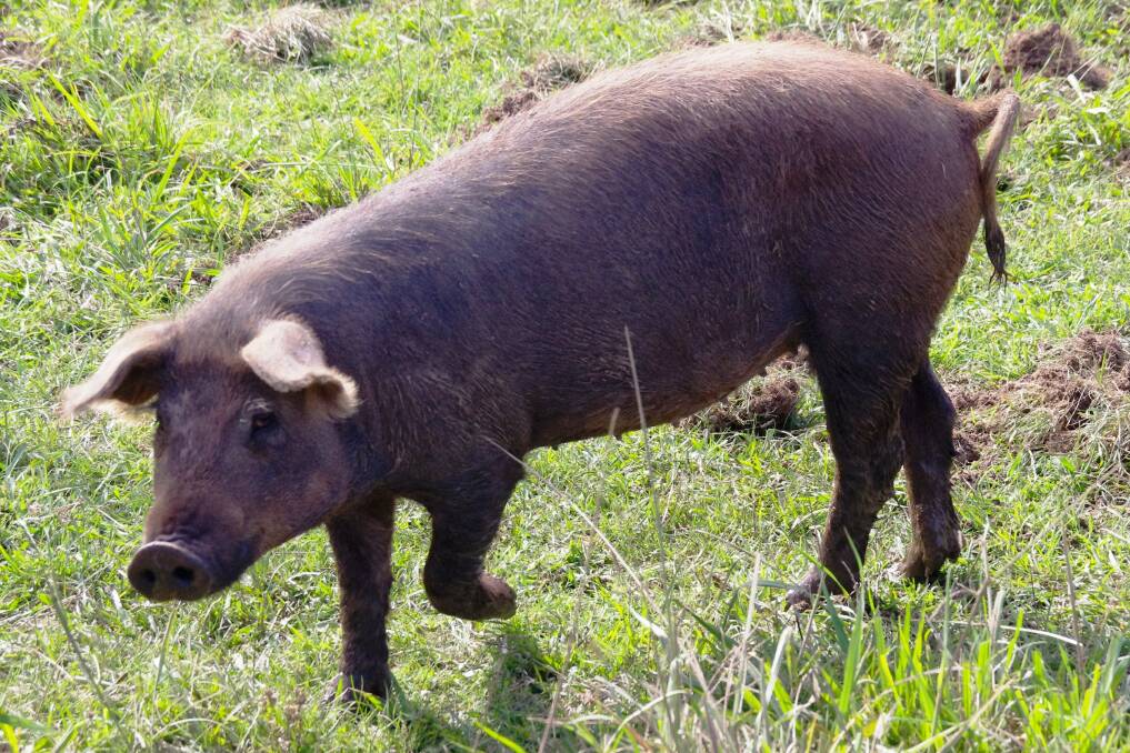 Paddy calls this playful young pig, Ink, because it is always running out of the pen.  
	Photo by Geoff Goodfellow