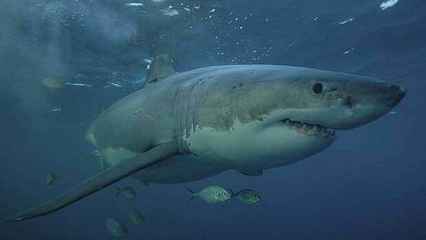 A timeline of shark attacks on WA beaches.