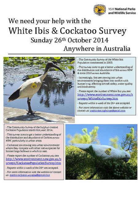 Locals asked to go cockatoo for ibis research