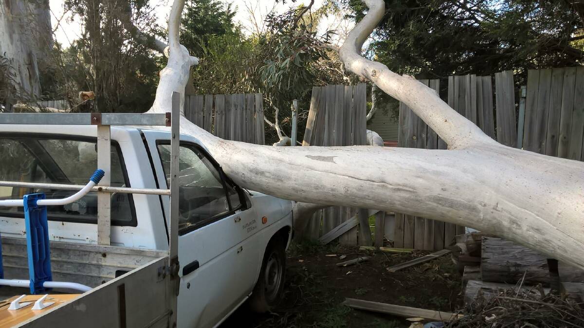 Mittagong's Jude Hough sent through this photo of a fallen tree on the weekend. Photo: Jude Hough