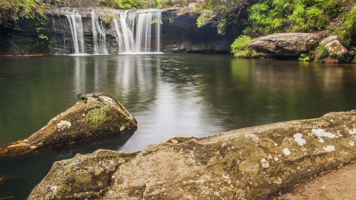A view of Nellies Glen in the Carrington Falls visitor precinct. Photo: FDC