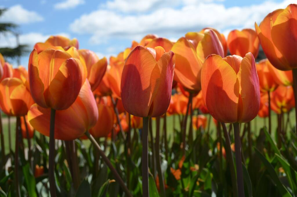 The Tulips are looking beautiful after yesterday's rains. Photo by Emma Biscoe