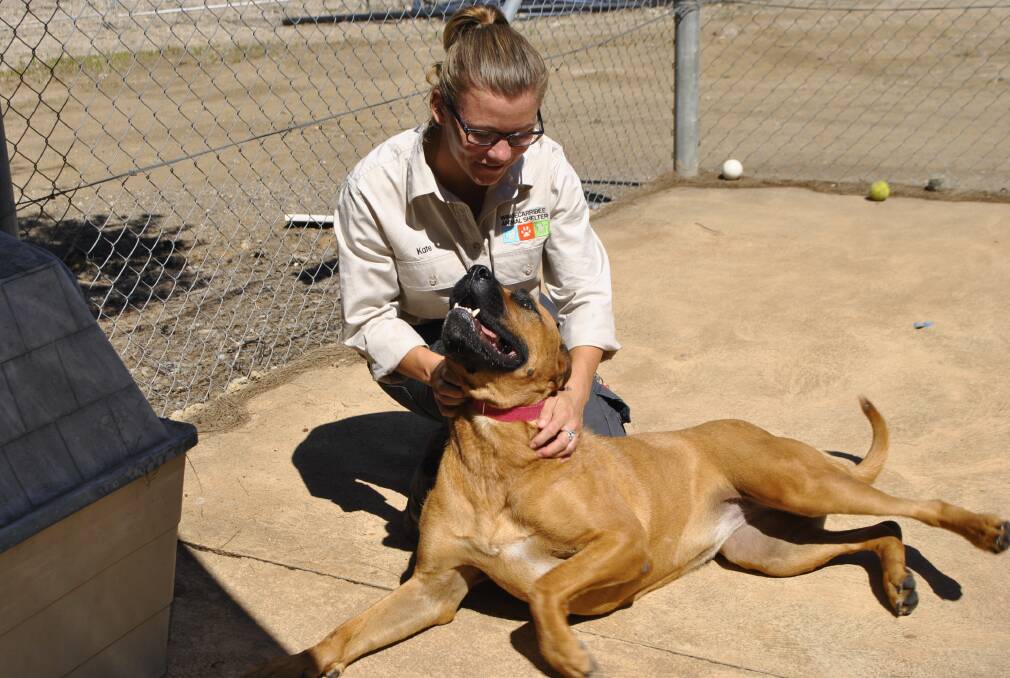 Kate Dubokowich with Lucy at the Wingecarribee Animal Shelter in February. Photo by Dominica Sanda