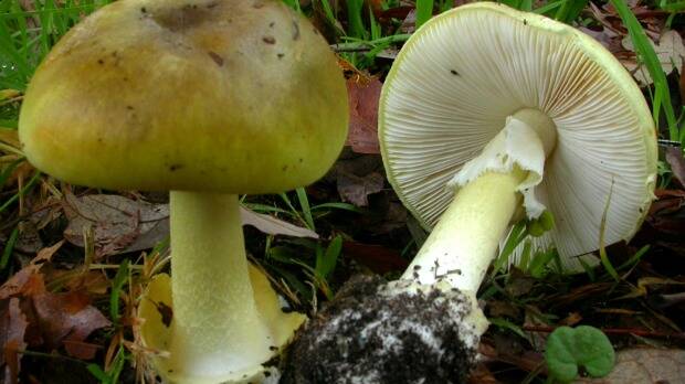 Warning against wild mushrooms