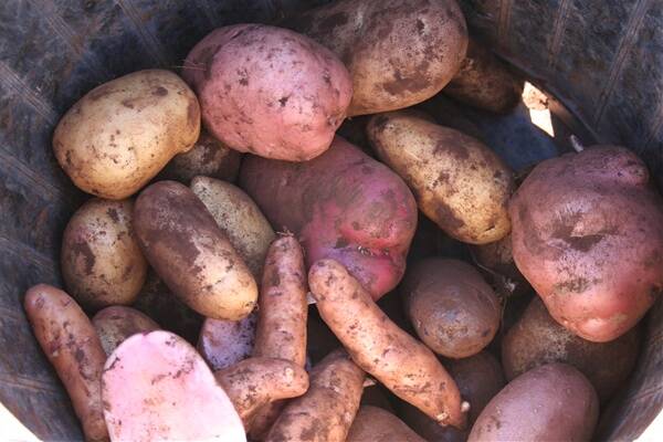 FRESH: Potatoes are dug up close to market day.