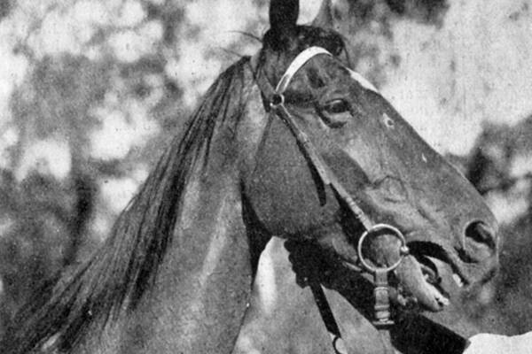 DOPED: A suffering and blinded Bronze Fuze after the 1929 Cup race.