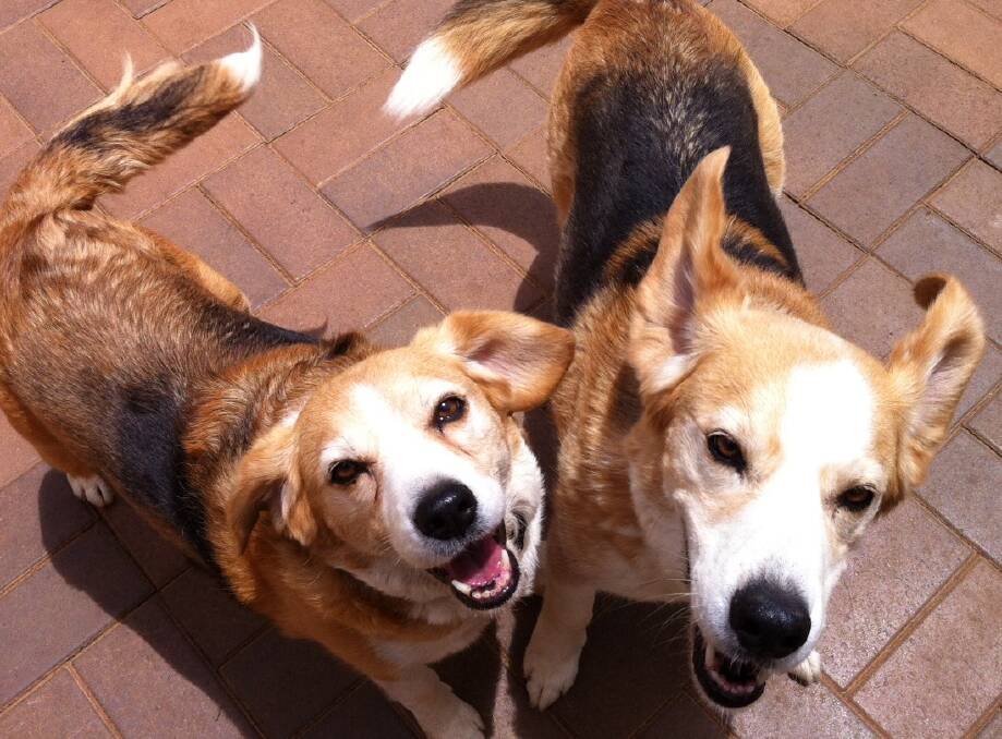 Brother and sister duo Lily and Boof are looking for a permanent home. Photo supplied