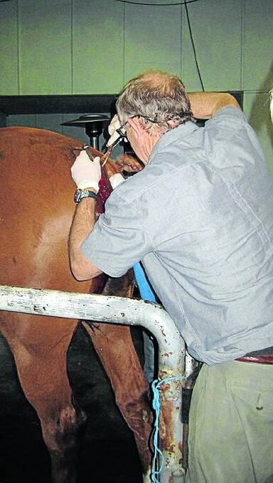 One of Austraila's top equine vetinarians, Dr John Crowley performing Australia's first equine Navicular procedure.