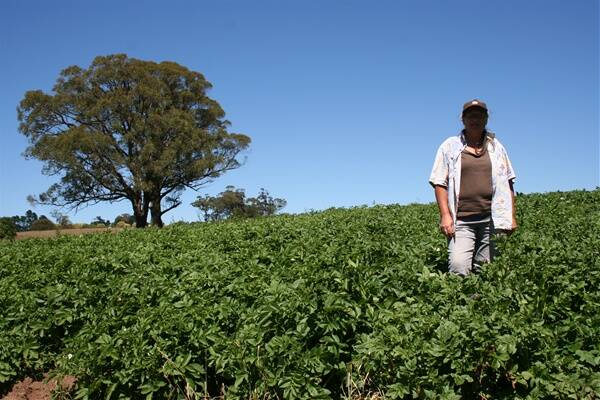STRAIGHT TO THE CONSUMER: Robyn Jackson stands between the potato crop at Wildes Meadow. Photo by Leah O'Brien