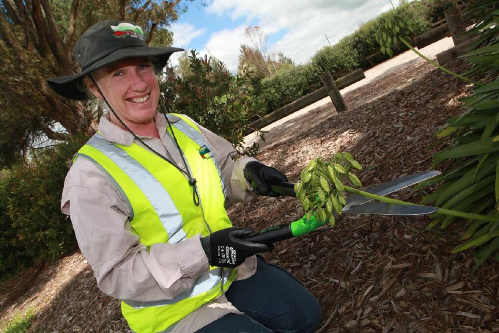 Council Bush Regenerator Team leader Jen Slattery is keen for residents to know that now is the time to start removing the seed heads from their Agapanthus plants. 
	Photo supplied