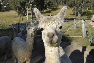 Fiona Vanderbeek says alpacas are friendly and intelligent animals and love a pat on the neck. 	Photo by Emma Biscoe