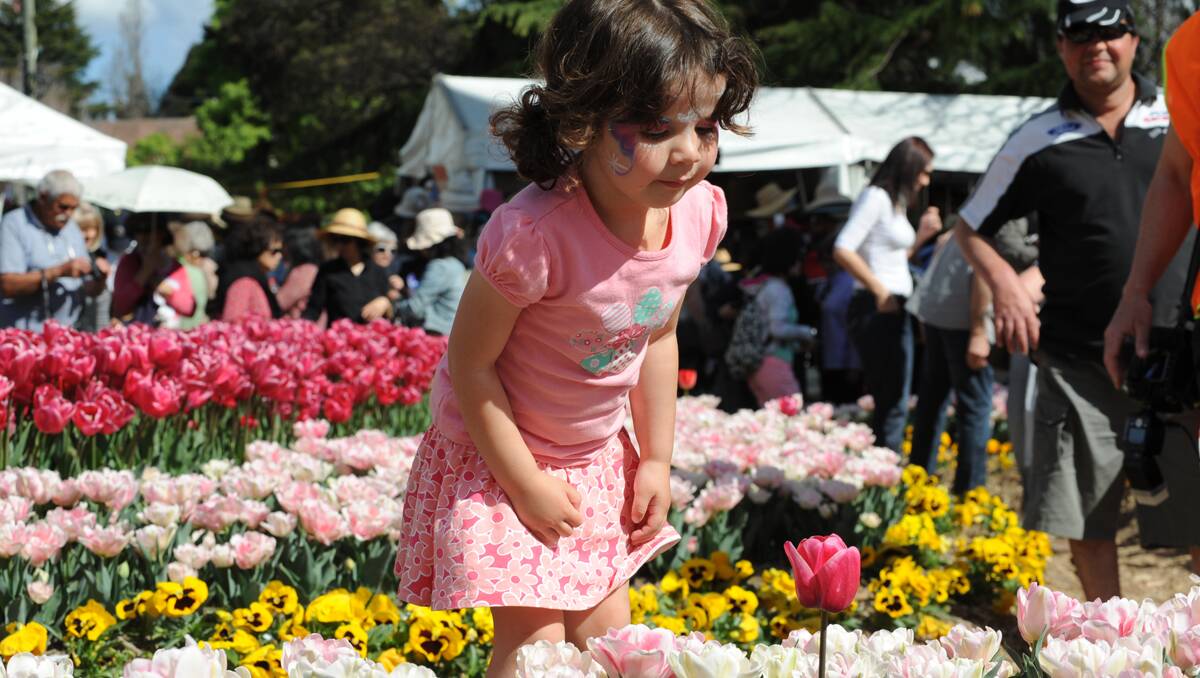 Emily Vella is looking at the single pink tulip among all the white tulips.