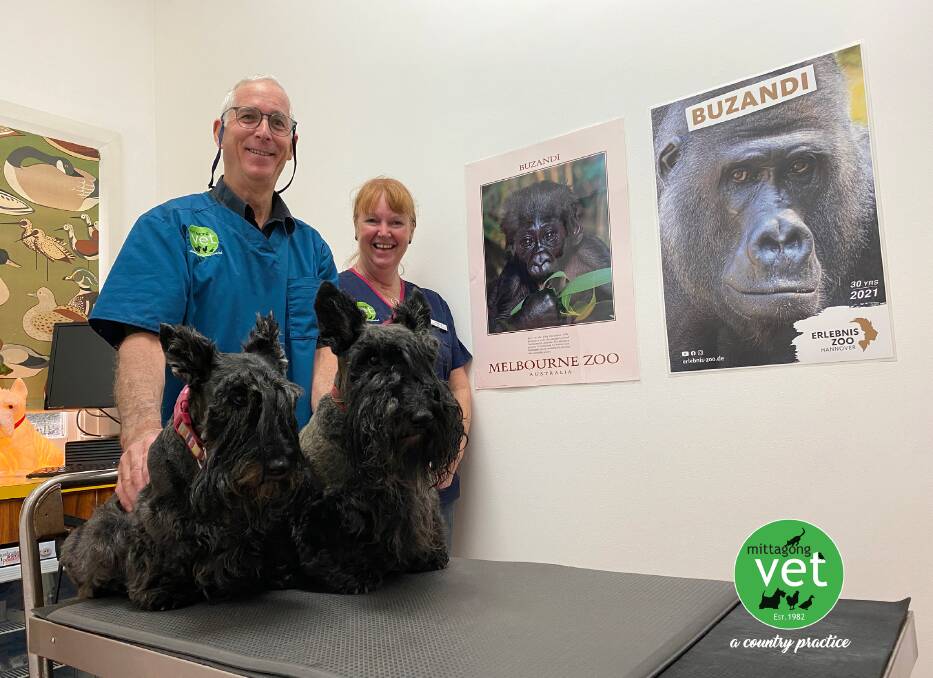 Mittagong Vet Hospital's Dr Keith McKellar Stewart and nurse Erica stand with two pooches near the posters of gorilla Buzandi, who was once in Melbourne, and now lives in Hanover Zoo in Germany. Picture: Supplied 