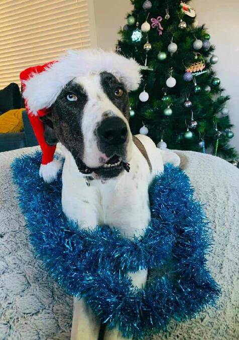 Sarge the Great Dane is officially Yerrinbool's cutest pet. Picture: Supplied 