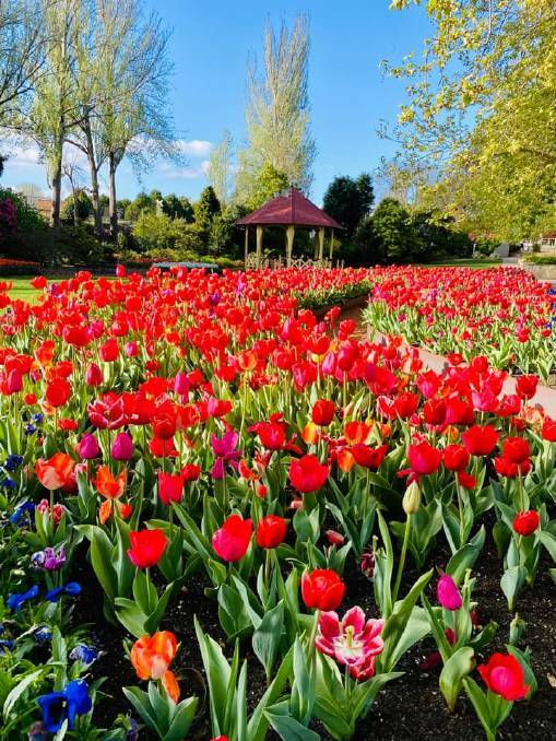 Andrea Taylor said walking on the Cherry Tree Walk and visiting the tulips at Tulip Time has been beneficial to her mental health. Photo: Andrea Taylor
