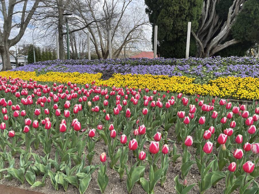 Tens of thousands of tulips from Tulip Time will be offered to residents to bring the festival to their gardens. Picture by Briannah Devlin