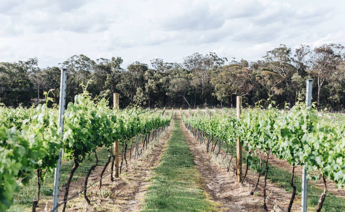 There are many wineries, like the PepperGreen Estate, that people can explore. Picture: Courtesy Destination Southern Highlands