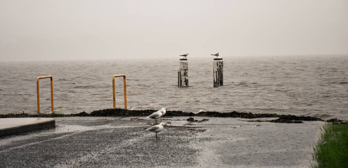 Seagulls moving away from the floodwaters in Sanctuary Point. Picture: Dannie and Matt Connolly