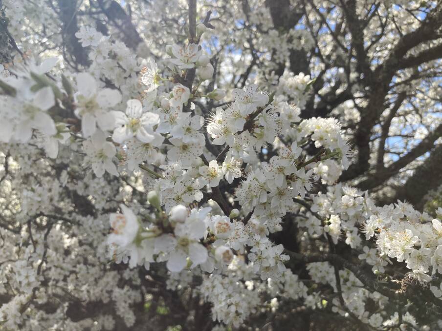 You can find many blossoms in Robertson this spring. Photo: Michelle Haines Thomas