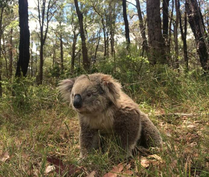 Koalas in the Southern Highlands have been warming up their vocal chords for the popular koala karaoke. Photo: Supplied 