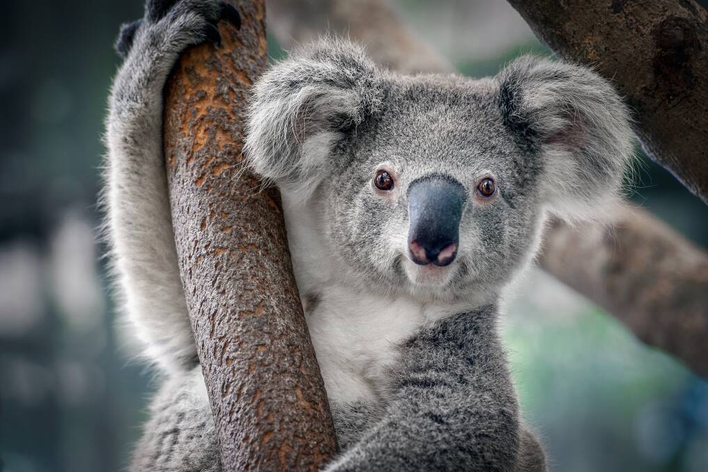 Member for Wollondilly Judy Hannan MP launched a group at the end of June that promotes the protection and preservation of koalas across the state "from all threats". Picture by Shutterstock 