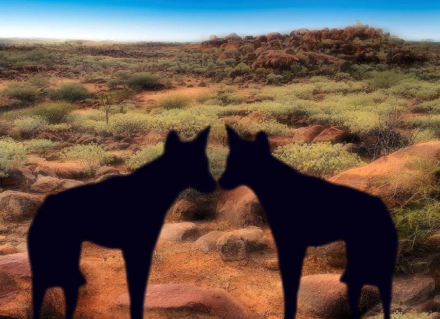Teena McCarthy's work in The Dingo Project, The Gatekeepers, showcases the beauty of black dingoes in the north of Australia. Picture: Supplied
