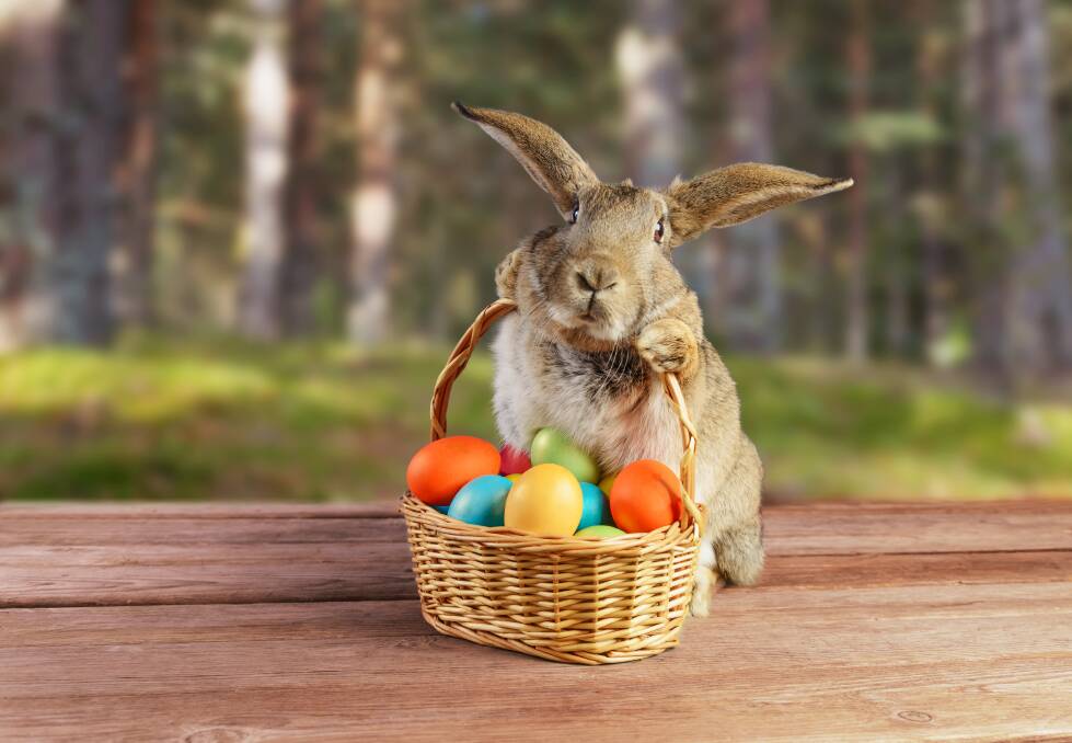 Kids can go do a bunny hunt this weekend at Dirty Janes. Picture by Shutterstock