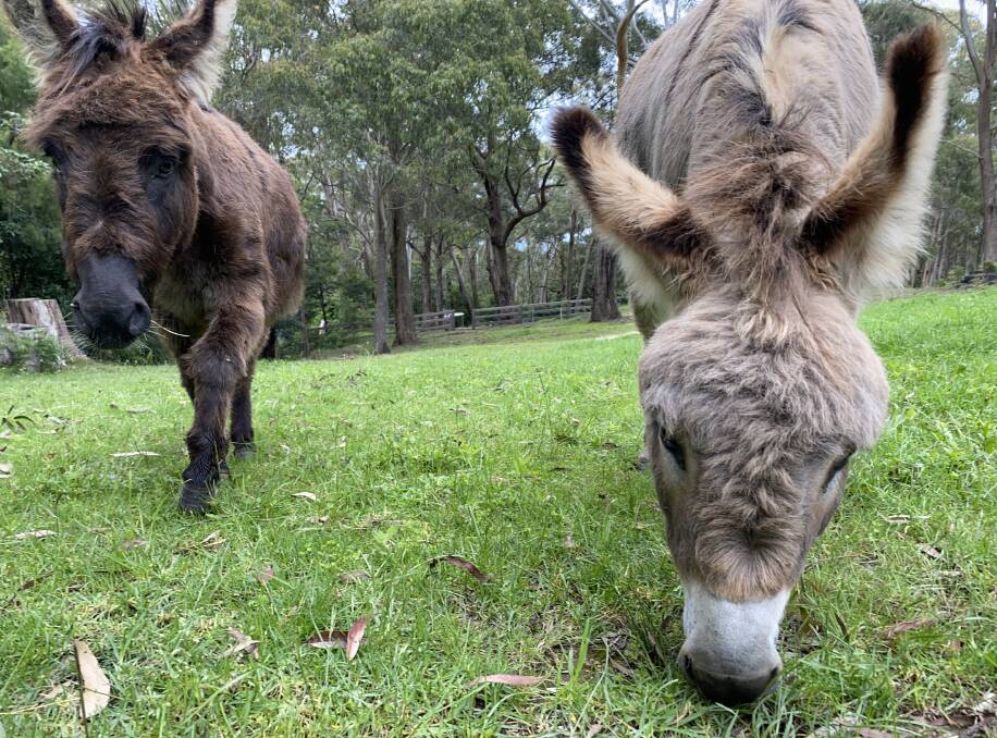 Freddie (left) and Mr Percival (right) are a cheeky and loveable pair. Picture: Briannah Devlin 
