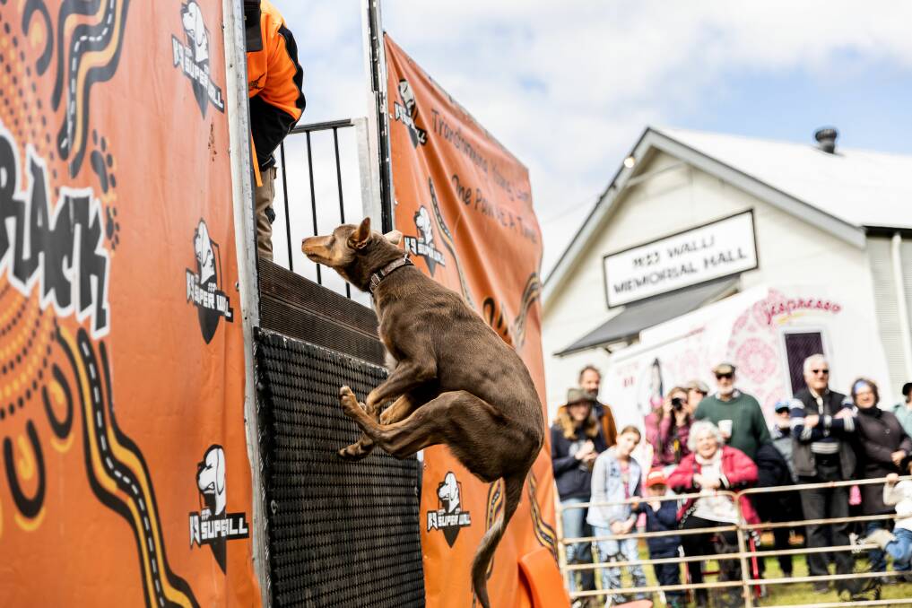 Dogs will compete in a high jump as part of the RuffTRACK entertainment at Robertson Show. Picture supplied. 