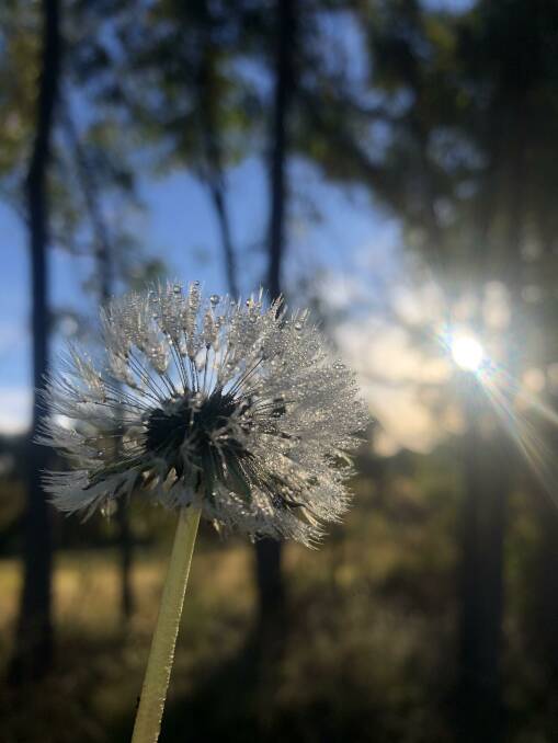 Megan Johnson captured the frost on a dandelion in Colo Vale. Photo: Megan Johnson
