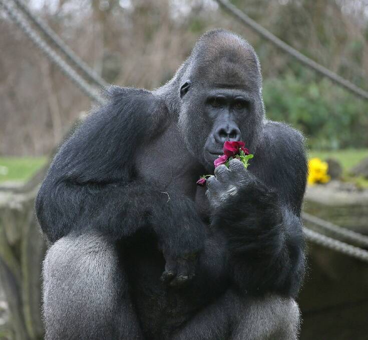 Buzandi is Hanover Zoo's chief silverback gorilla. Picture: Supplied 
