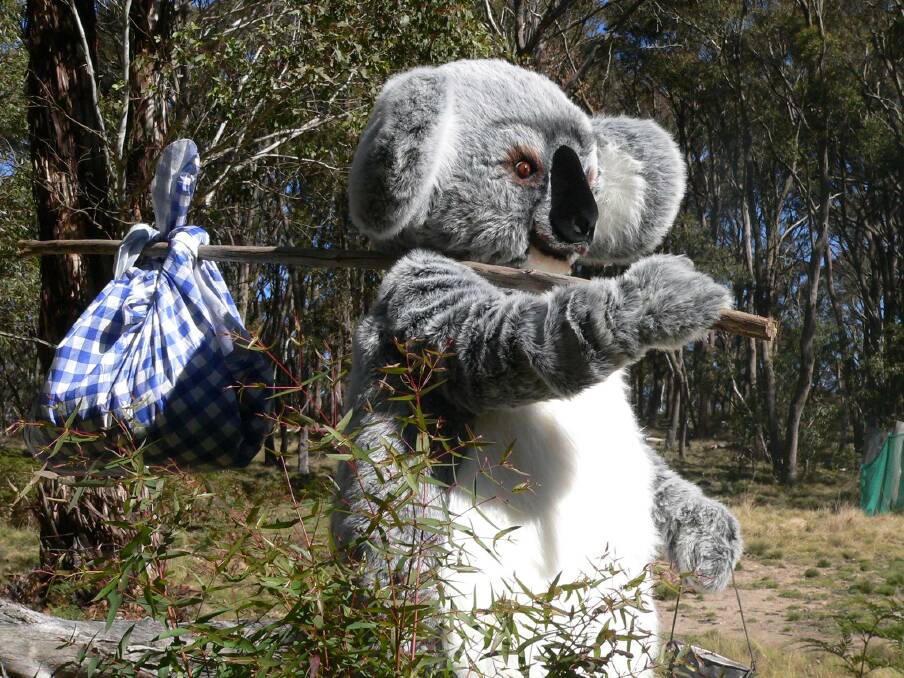 Cranky the koala has been out in the bush fighting for his home. Photo: supplied.
