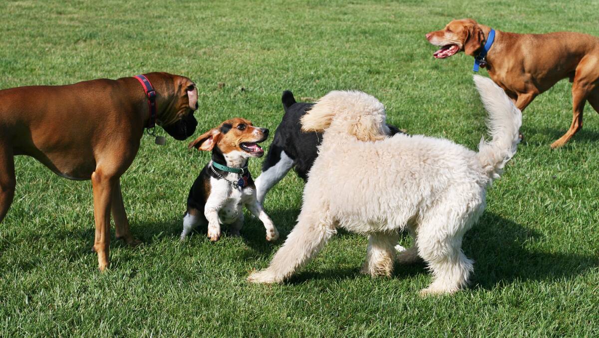 Have your say about an off-leash dog park at Jordan's Crossing in Bundanoon. Picture: Shutterstock