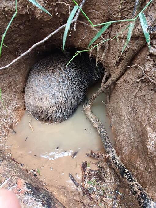 Wombats are looking elsewhere for shelter. Picture: Wombat Care Bundanoon Facebook
