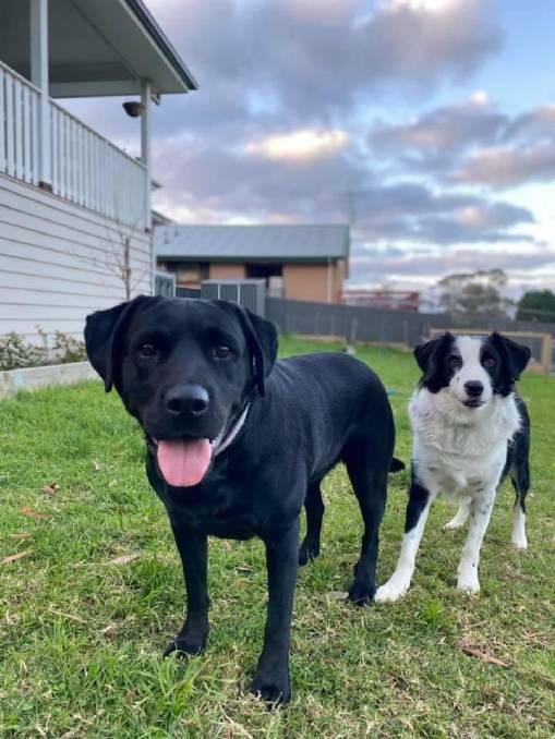  Pepper (front) and Wilson right at home. Photo: supplied 