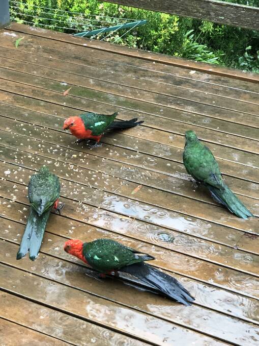 One resident had little some visitors in the rain. Picture: Alaistair Saunders