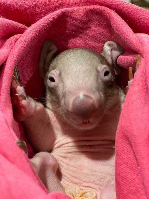 Wombats give birth once every two years. Photo: supplied. 