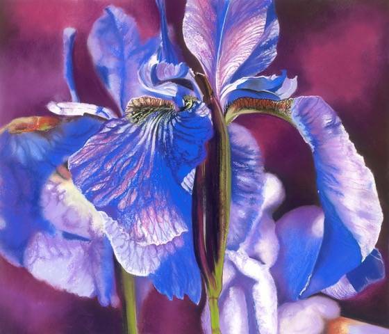 Irises is one of the artworks Jane will exhibit. Picture: Supplied 