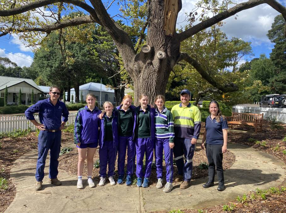 Frensham students have been tending to the tree planted by Sir Henry Parkes in 1890, which was severely damaged in a storm. Picture supplied