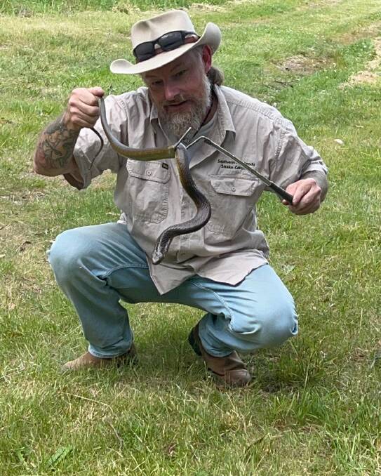 Southern Hihlands Snake Catcher's Ray McGibbon was called to a property in Robertson on November 7, where he retrieved a Tiger snake. Picture supplied. 