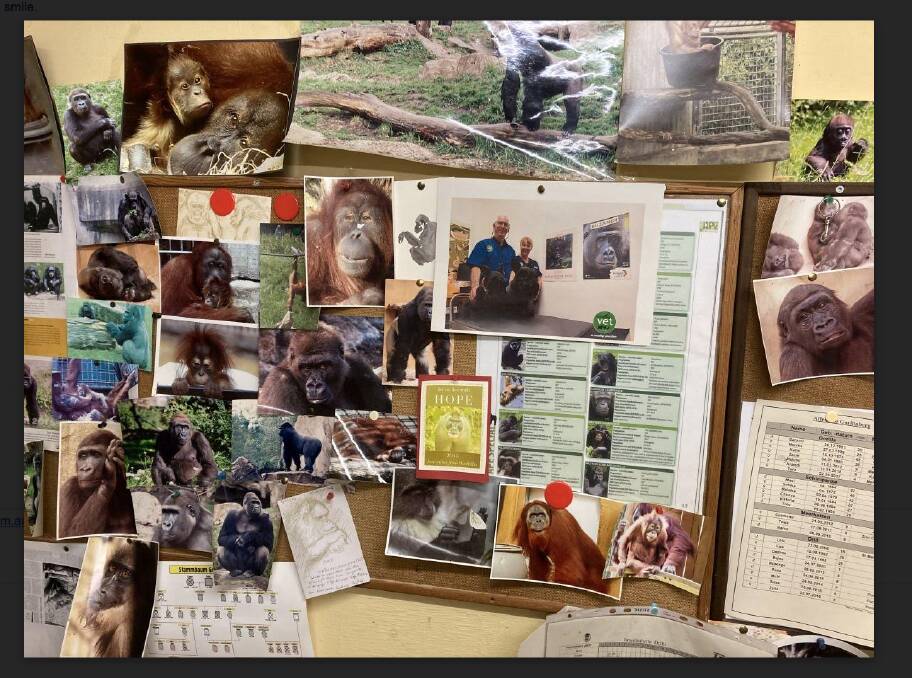 A photo of Dr Keith and nurse Erica with the Buzandi posters on the Hanover Zoo gorilla keeper brag board. Picture: Supplied 